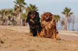 CAVALIER KING CHARLES 471
